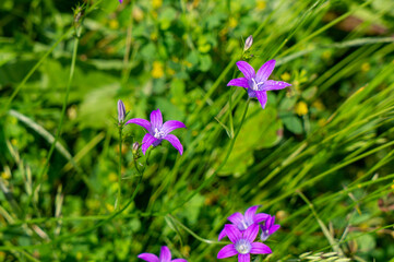 purple crocus flowers