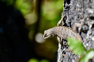 Coastal range fence lizard basking in camouflage on sticks and trunks with dead leaves in the background