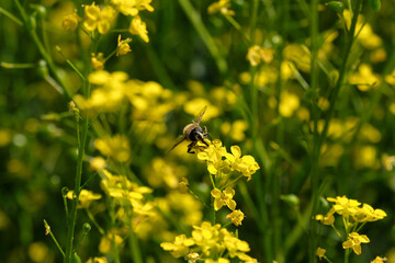 Nature photography with yellow blossoms and insect and green background - Stockphoto