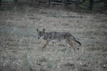 coyote in a field in the early morning