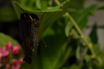 peacock butterfly on the underside of a leaf