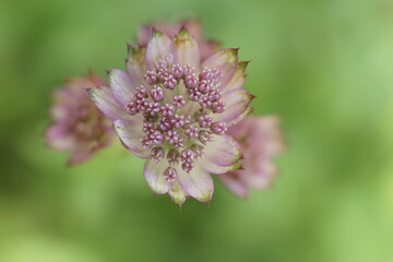 Background with great masterwort flowers, Astrantia major