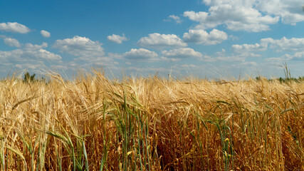 golden wheat field