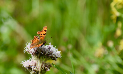 comma butterfly on a flower
