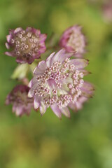 Background with great masterwort flowers, Astrantia major