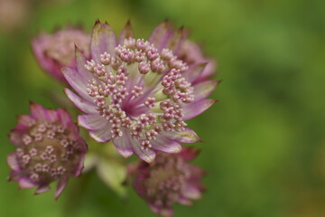 Background with great masterwort flowers, Astrantia major