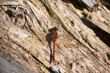 Red, common darter dragonfly perched on a log, basking in the bright summer sunlight.