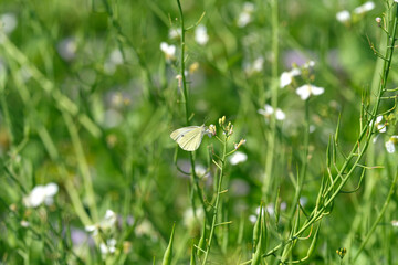 Nature photography with green meadow and white butterfly - Stockphoto