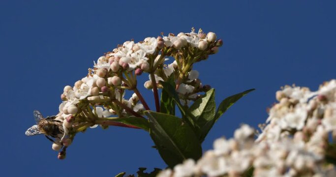 Viburnum tinus, (laurustinus or laurustine), is a species of flowering plant in the family Adoxaceae.