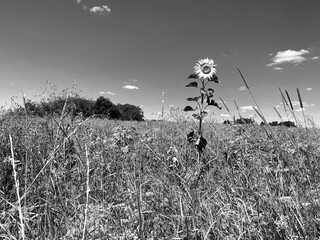 Sonnenblumen steht alleine auf der Wiese in schwarz-weiß