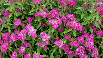 Pink blooming Spiraea japonica in the garden.