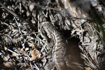 Coastal Range Fence Lizard camouflaged with dead sticks and shrubs