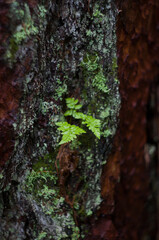 a green fern branch on a pine tree bark background.