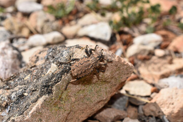 Brown camouflaged beetle on a rock