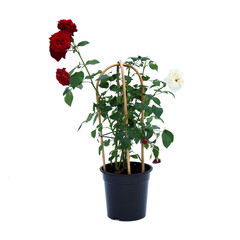 Garden rose in pot isolated