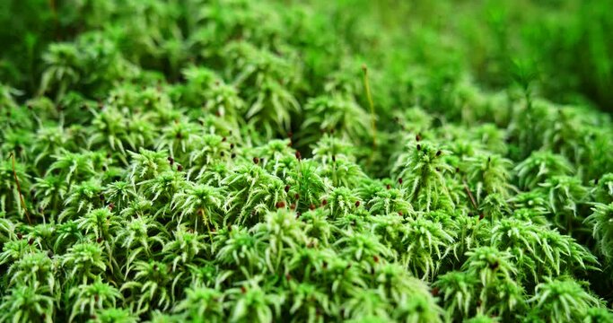 Colony of Sphagnum Moss in the Forest