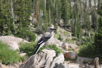 Distinguished Bird
