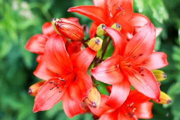 a beautiful red lily photographed close up
