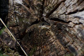 UK Common Lizard basking and hunting in the summer sunlight