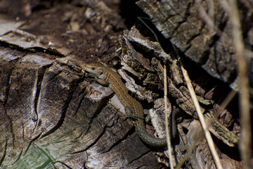 UK Common Lizard basking on a log in the warm summer sunlight