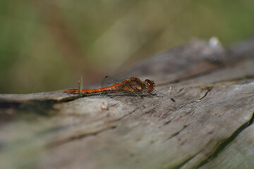 Red, common darter dragonfly perched on a log, basking in the bright summer sunlight.