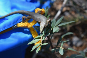 Lilford's wall lizard, confident and curious climbing on a rucksack to get food