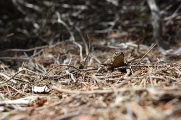 Lilford's wall lizard on Dragonera Island, Mallorca, Spain. Basking and hunting, investigating camera.