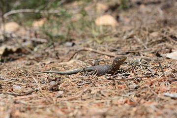 Lilford's wall lizard on Dragonera Island, Mallorca, Spain. Basking and hunting, investigating camera.
