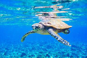 Hawksbill sea turtle - obrazy, fototapety, plakaty
