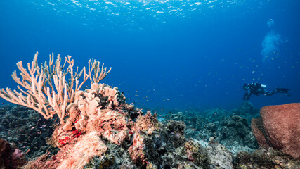 Seascape in turquoise water of coral reef in Caribbean Sea / Curacao with fish, coral, sponge and diver in background