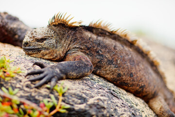 Male marine iguana
