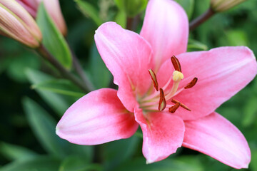 Fototapeta na wymiar a beautiful pink lily with a small wasp in bloom photographed close up