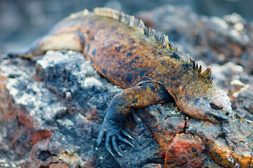 Male marine iguana