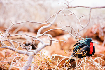 Male magnificent frigatebird