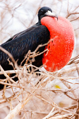 Fototapeta premium Male magnificent frigatebird