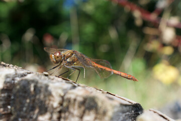 Red, common darter dragonfly perched on a log, basking in the bright summer sunlight.