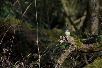 Blue tit, uk bird, perched on a fallen branch letting the wind ruffle its feathers. Summer sunlight.