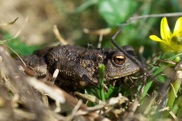 Common toad taken in daylight hiding in the grass in the UK.