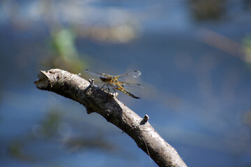4-spotted chaser dragonfly perched on a branch over a lake.