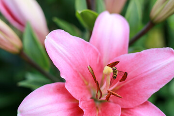 Fototapeta na wymiar a beautiful pink lily with a small wasp in bloom photographed close up