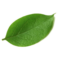 Obraz premium Green leaf isolated on white background, close-up