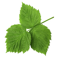 Raspberry leaves isolated on white background close-up
