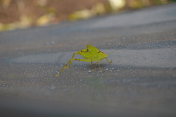 Bicho verde bajo la lluvia