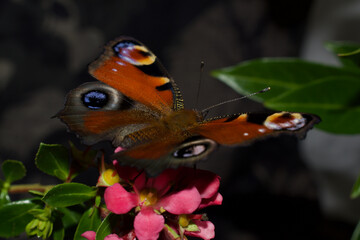 Peacock butterfly perched on flowers, beautiful colours, colourful patterns.