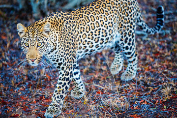 Young male leopard