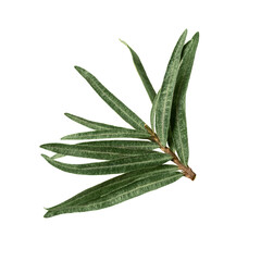 Sea buckthorn (Hippophae) leaves isolated on white background.