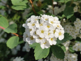 White spiraea