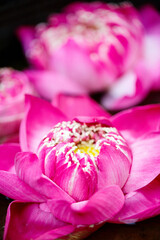 Lotus flowers close up