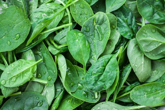 Baby spinach - versatile and nutritious vegetables. super green with antioxidants