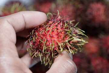 Fresh Rambutan exotic fruit in hand between fingers